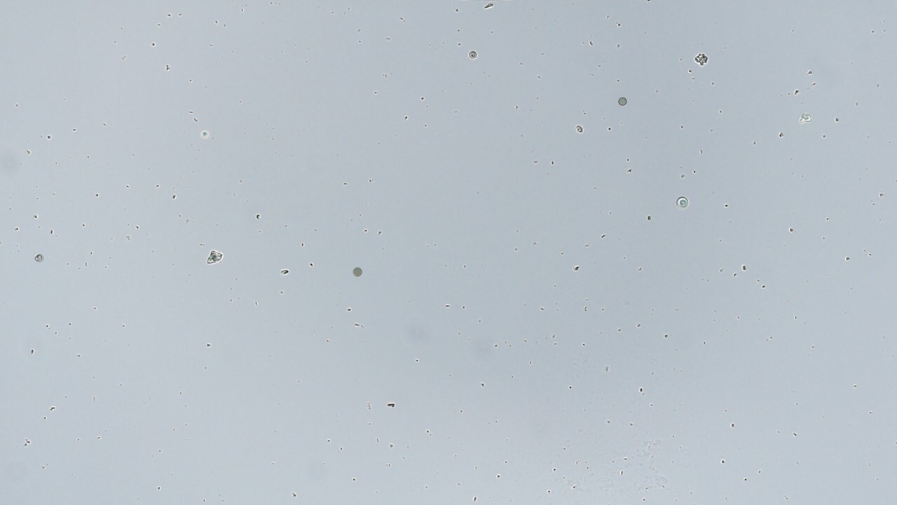 mulberry cell_Question mulberry cell_Question