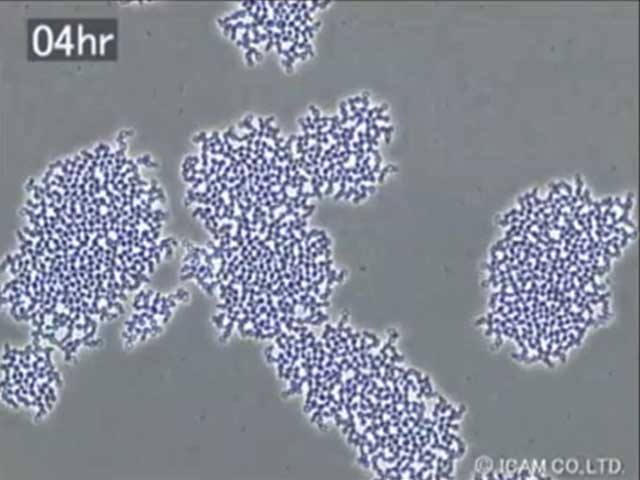 Part3_Candida_glabrata_Candida_parapsilosis